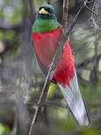 Trogon narina