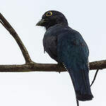 Trogon violacé