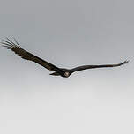 Urubu à tête jaune