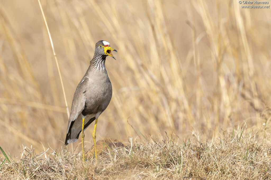 Vanneau du Sénégal