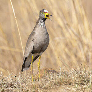 Vanneau du Sénégal