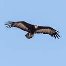 Vautour charognard