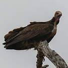 Vautour charognard