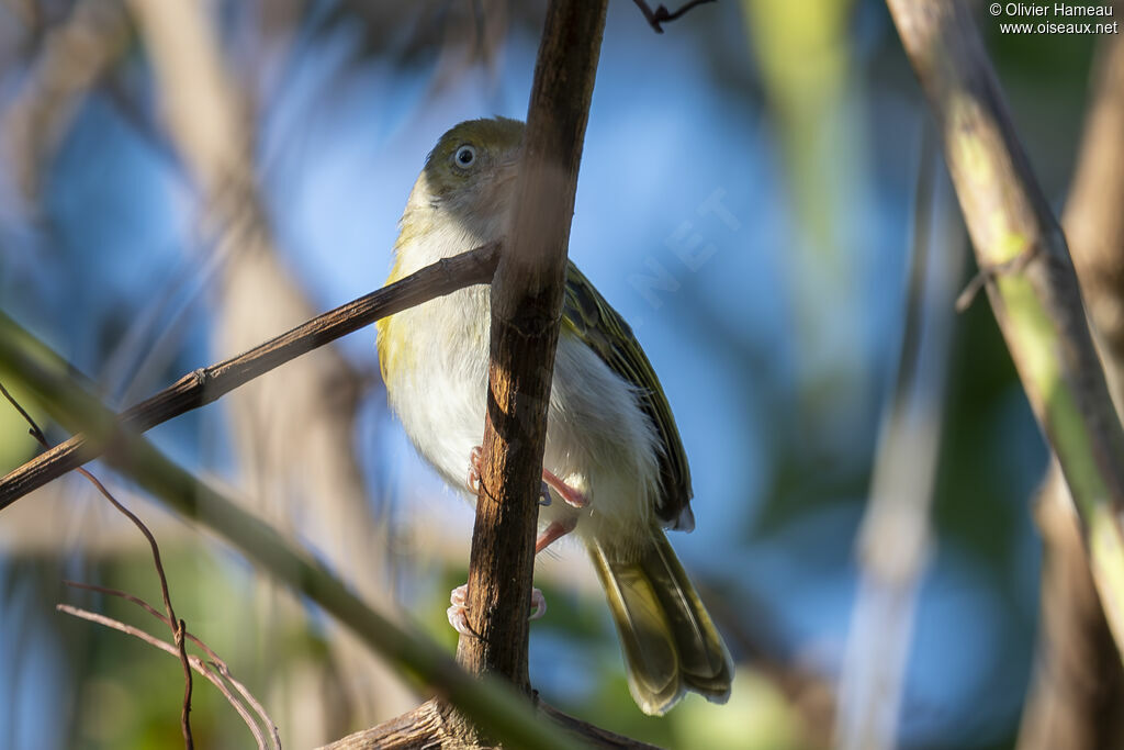 Viréon à gorge grise