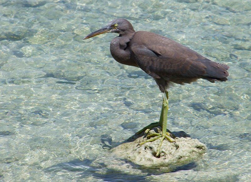 Pacific Reef Heron, identification