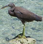 Aigrette sacrée