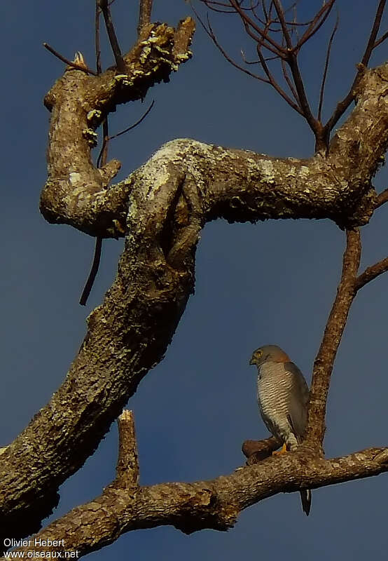 Brown Goshawkadult