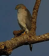 Brown Goshawk