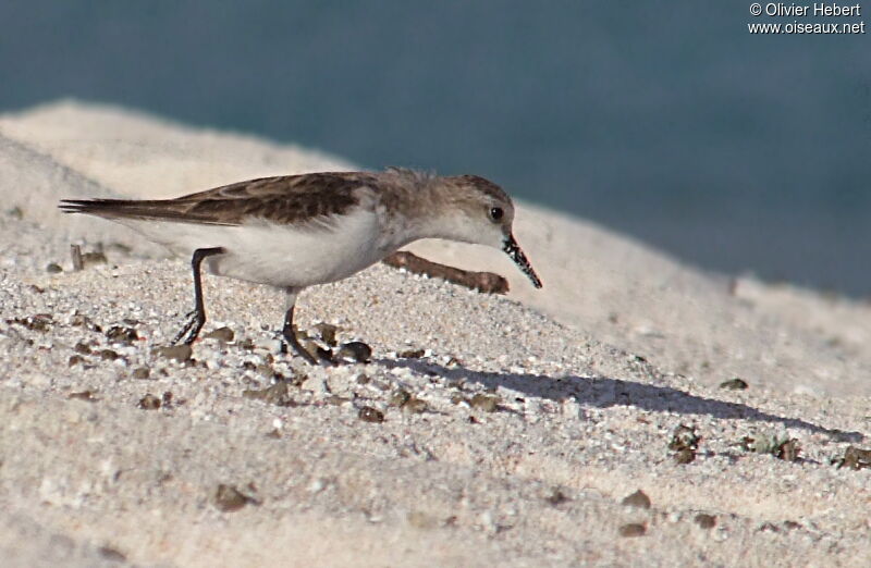 Bécasseau minute, identification, Comportement