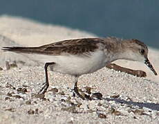 Little Stint