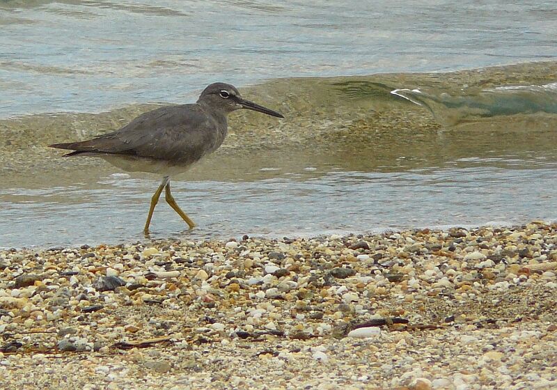 Wandering Tattleradult post breeding