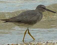 Wandering Tattler