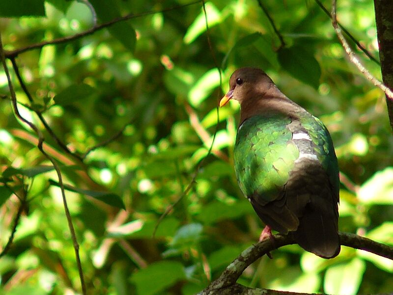 Common Emerald Dove, identification