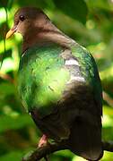 Common Emerald Dove