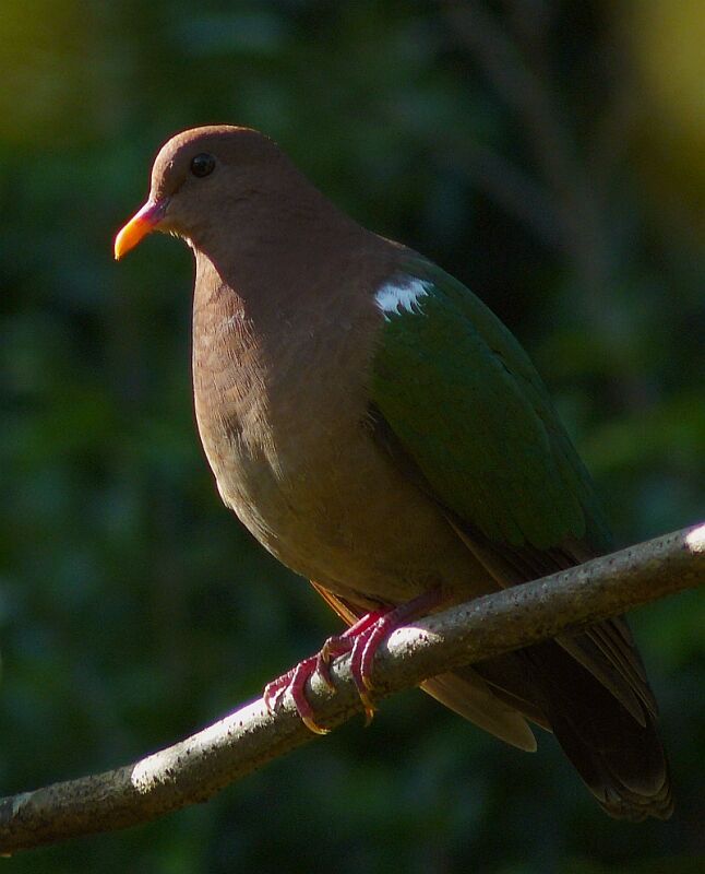 Common Emerald Doveadult, identification