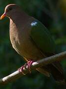 Common Emerald Dove