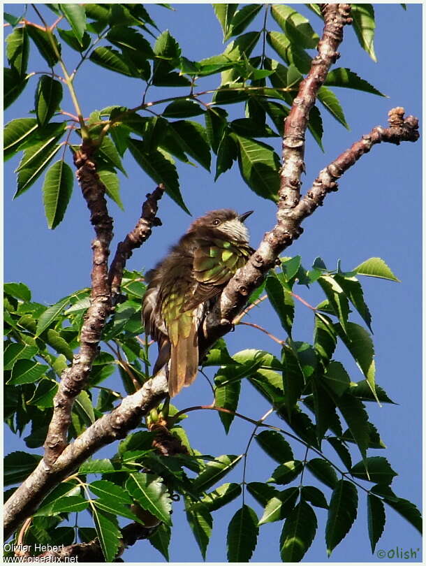 Shining Bronze Cuckooadult, Behaviour