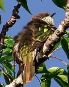 Shining Bronze Cuckoo