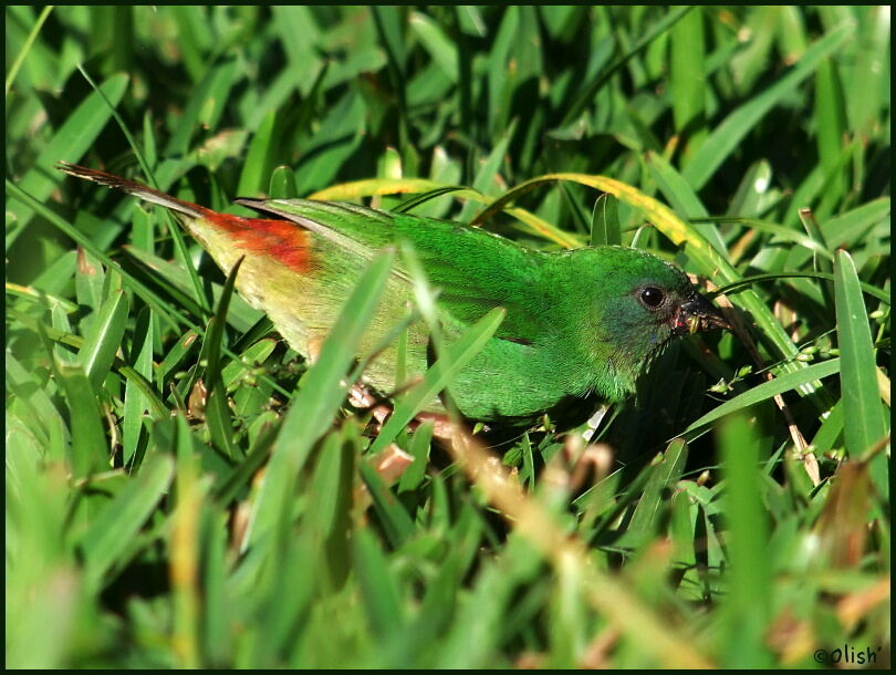 Blue-faced Parrotfinchimmature