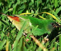 Blue-faced Parrotfinch