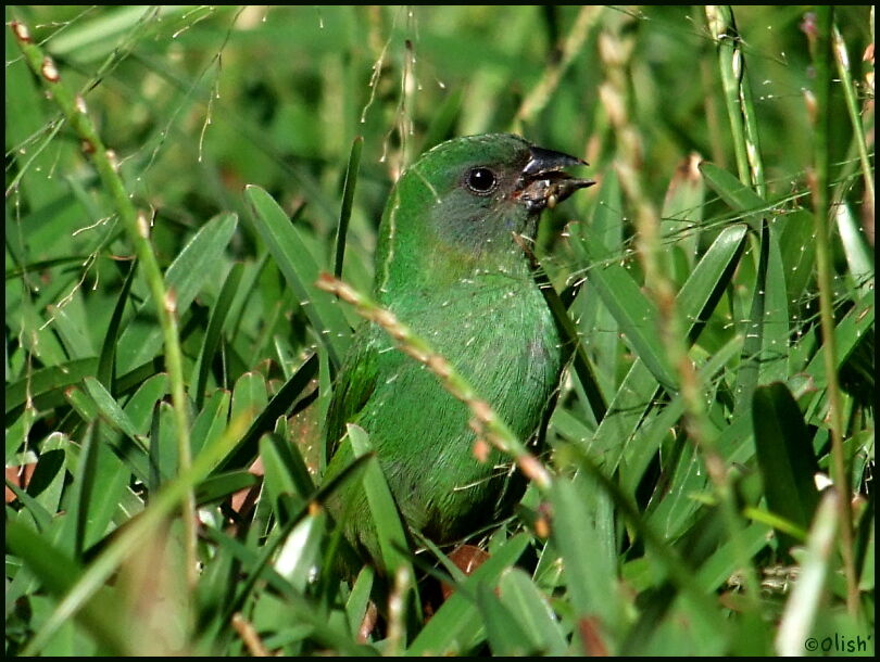 Blue-faced Parrotfinchimmature