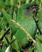 Blue-faced Parrotfinch