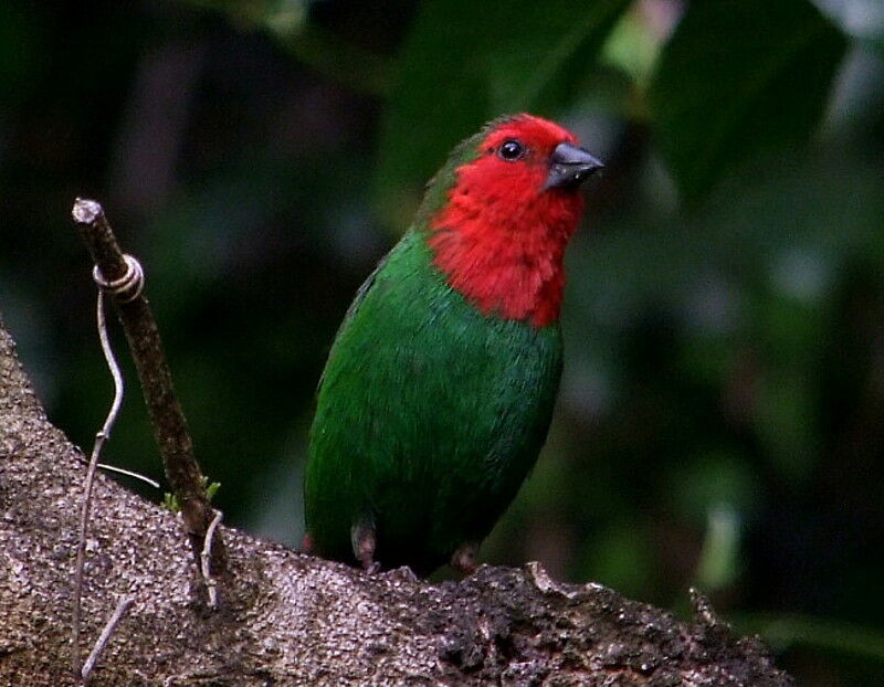 Red-throated Parrotfinchadult, identification