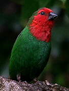 Red-throated Parrotfinch