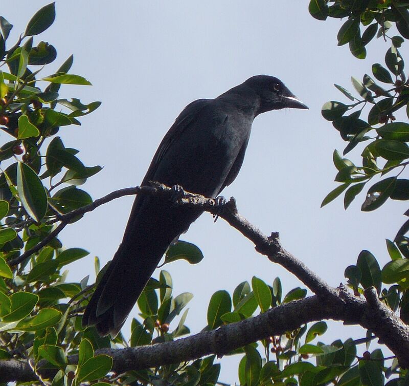 South Melanesian Cuckooshrike