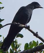 South Melanesian Cuckooshrike