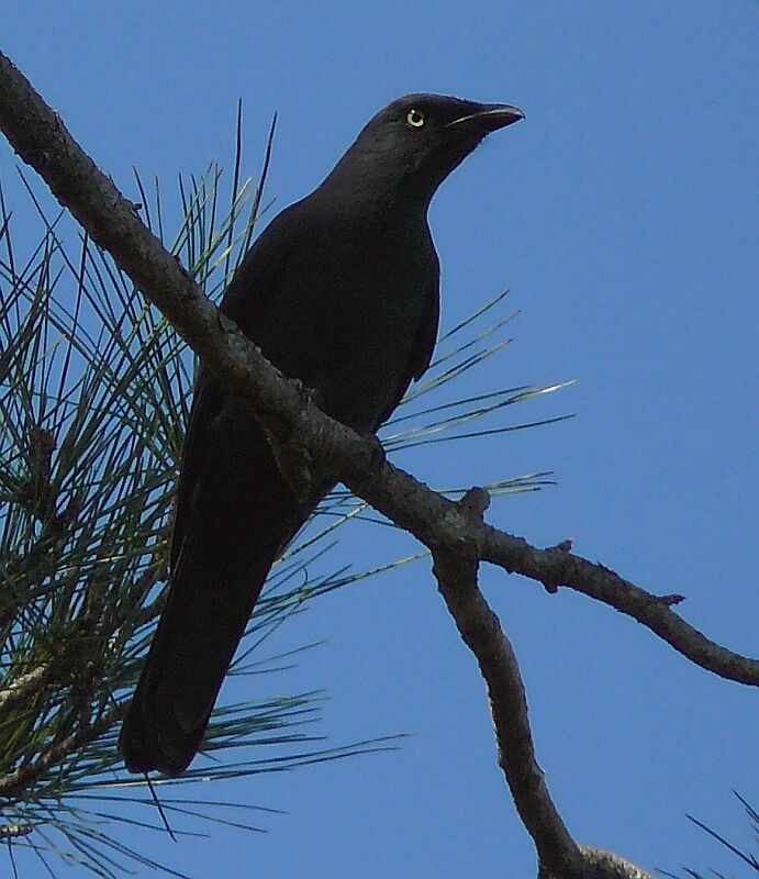 South Melanesian Cuckooshrikeadult, identification