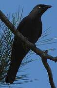 South Melanesian Cuckooshrike