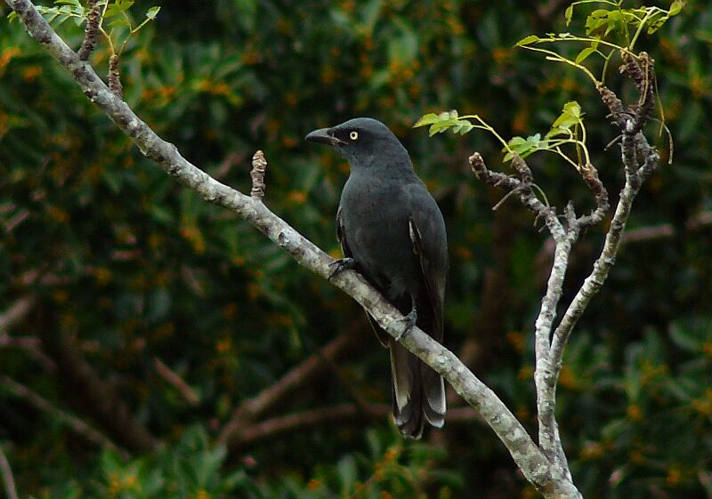 South Melanesian Cuckooshrikeadult