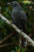 South Melanesian Cuckooshrike