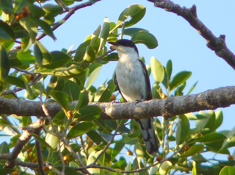 Long-tailed Triller