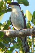 Long-tailed Triller