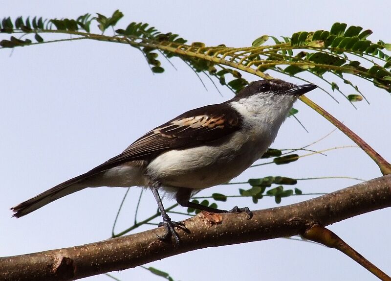 Long-tailed Triller female adult, identification