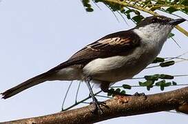 Long-tailed Triller