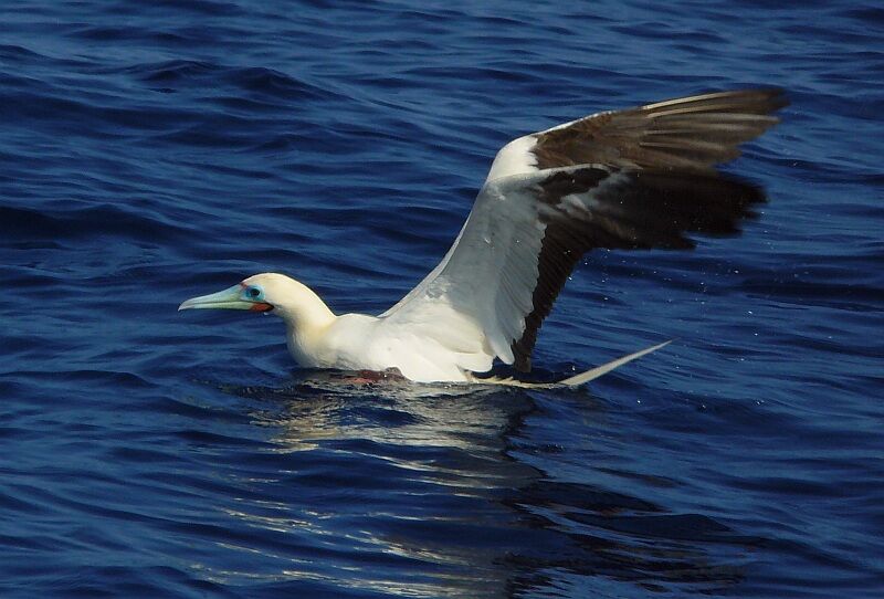 Red-footed Boobyadult, identification