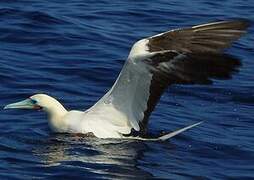 Red-footed Booby