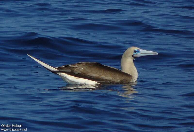 Red-footed Boobyadult, pigmentation, swimming