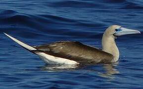 Red-footed Booby