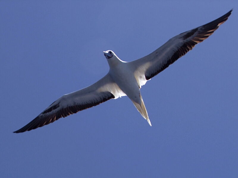 Red-footed Boobyadult, Flight