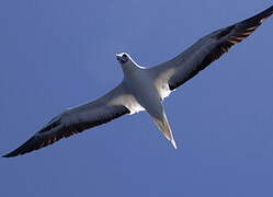 Red-footed Booby