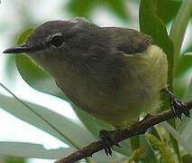 Fan-tailed Gerygone