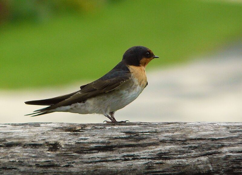 Hirondelle de Tahitiadulte, identification