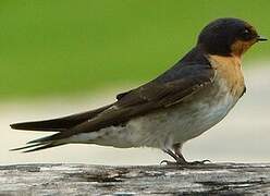 Pacific Swallow