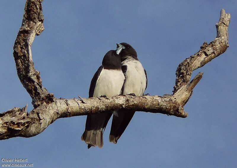 White-breasted Woodswallowadult, Reproduction-nesting, Behaviour