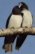 White-breasted Woodswallow