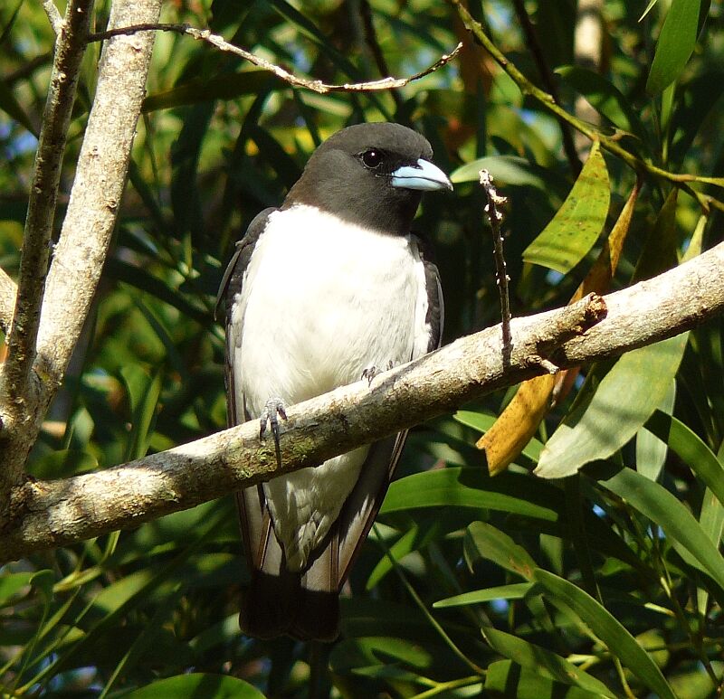 White-breasted Woodswallow, identification